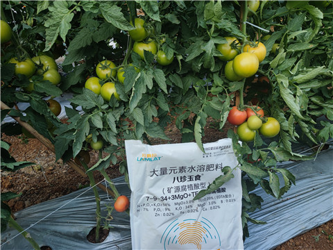 水溶肥厂家,翠姆,番茄水溶肥