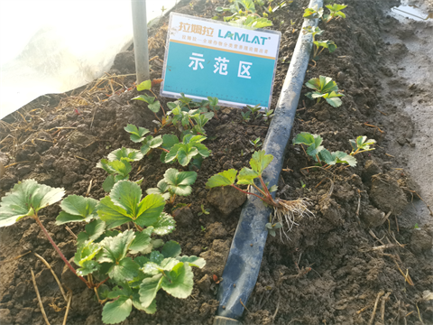 草莓种植,进口水溶肥,翠姆水溶肥