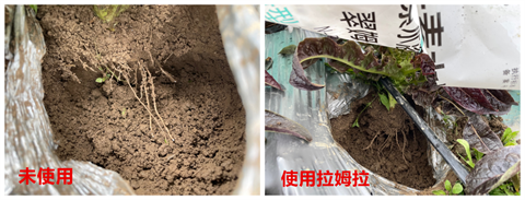 进口水溶肥,莴笋种植,拉姆拉