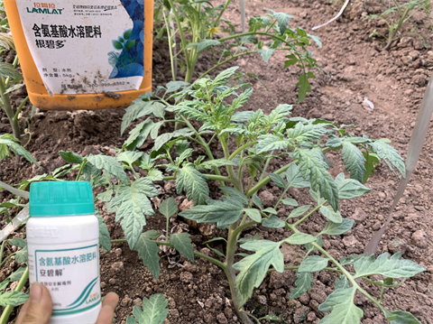 除草剂药害,番茄种植,拉姆拉水溶肥