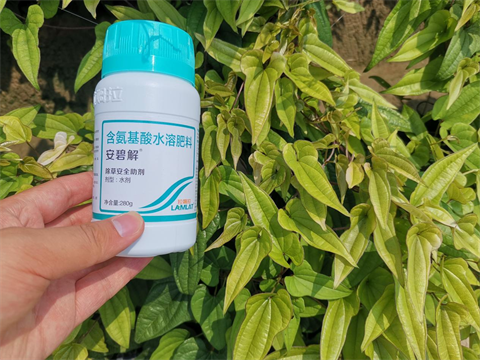 除草剂药害,山药种植,拉姆拉安碧解